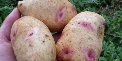 Galaxy potato